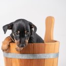 헬로우 독 이미지