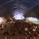 까망흑염소농장 이미지