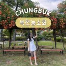 충북 가볼만한곳 옥천 능소화 명소 대전 근교 드라이브