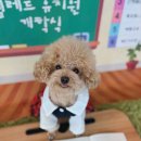 옐레드 애견유치원 & 애견호텔 대전노은점 | 유성구애견호텔, 출장 중 믿고 맡길 곳 '옐레드 애견유치원&amp;애견호텔 대전노은점'