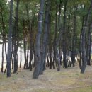 봉평해수욕장 이미지