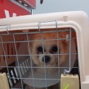 루비켄넬 이미지