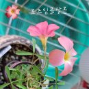 딤플 Daum카페