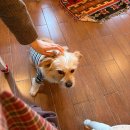 데이지 | 순천 연향동 카페 아늑한 감성의 투데이지 후기