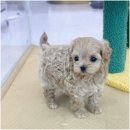아르미펫 강아지고양이 김포본점 | 시흥강아지분양 베베멍 다녀왔어요~!(다양한 견종 보유 중)