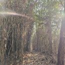 장동주유소 | 영산기맥 제7구간 수철리고개에서 산음고개까지