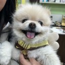 선동물병원 | 대구 수성구 만촌동 동물병원 선동물병원 운영시간