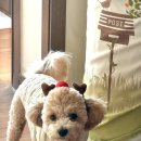 (주)다람지 이미지