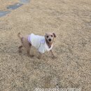 댕댕이 주전부리 | 경기도 독채 연천애견동반펜션 코쿠멍 애견펜션 후기