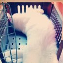 냥이와 양이 이미지