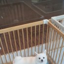 스담멍스 이미지