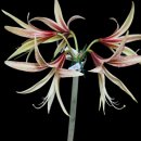 아마릴리스 이미지