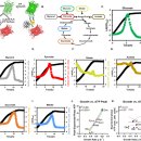 ATP biosensor reveals microbial energetic dynamics and facilitates bioprodu 이미지