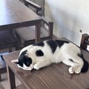 후미후미 | 부산광안리고양이카페 광안리 후미후미 고양이가 있는 코타츠카페 후기