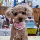 폼나개이뿌개 이미지