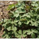 다마내기 이미지