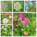 고은관광농원 휴양콘도미니엄 | 🌿 수국이 피어나는 6월, 고요한 제주로 떠나세요 🌿 – 고은관광농원 휴양콘도미니엄에서의 한 달 살기 –