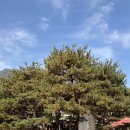 관광단지로(서) | 늦가을 양평 가볼만한곳 추천｜1100년 은행나무·용문사 단풍 코스 후기, 용문산 관광단지 주차