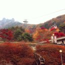 전라도인삼튀김 이미지