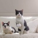 제주게스트하우스난산리큰집&일이오구 이미지