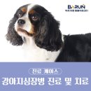 중부동물병원 - 단양군 삼봉로 319 | [성남동물병원]강아지 심장병 진단 및 치료 후기/이첨판 폐쇄부전 심장초음파/심근염에 대해 알아보자