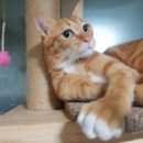 별이와콩이 이미지