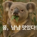 오늘은코알라 이미지