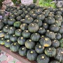 보우짱 밤단호박으로 이미지