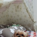 쪼쪼애견 네이버블로그