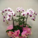 북후초등학교 이미지