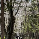 진주시립연암도서관 | 진주의 벚꽃 명소 진주시립연암도서관과 가좌천에 내리는 하얀 꽃비