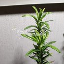 예뻐져라로즈마리