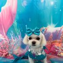 댕스라지 이미지