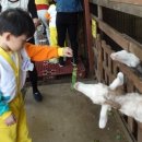 고양낙농체험장 이미지