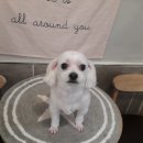 봉구애견미용샵 이미지