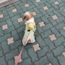 바우미우동물병원 | [애견카페] 청구역 애견카페 디어코코, 아츄와 함께 다녀왔던 솔직한 후기!!
