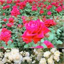 장미원내부 이미지