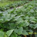 갈매기농장 이미지