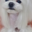 나나펫 이미지