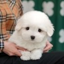 인천 강아지분양 고양이분양 미유펫 이미지