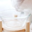 개밥주는고양이 이미지