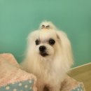 개똥이 애견샵 | 광주서구애견미용 개똥이와야옹이 미용 스트레스 없이 밝게 나온 우리 아이 후기예요