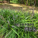 카이스트 정문 | 대전 카이스트 어은동산 맥문동 길 | 대전 맥문동 명소 산책코스 후기