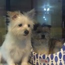 러블리독 애견카페 이미지