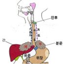 이침강의3주차(식도,호흡기,소화기,방광,억제라인 침점)-최양옥사장님강의 이미지