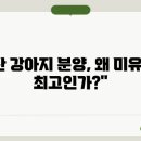 부산강아지분양 미유펫 이미지