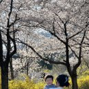 낮밤식당 - 시흥시 | 아기와 다녀온 동학사 벚꽃, 만개한 낮밤 후기