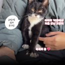 😺아파트 10층에서 집사 간택한 길냥이... 알고 보니 육아 도우미였다?