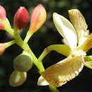 타마린드 이미지