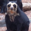 역사상 가장 컸던 식육목 맹수, 자이언트 작은얼굴곰! 이미지